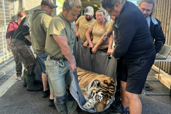 Tygr Oliver ze Zoo Hluboká se odstěhoval do Hodonína