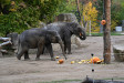 Zájem o krmení zvířat v pražské Zoo dýněmi nebo pochoutkami uvnitř dyní Zájem o krmení zvířat v pražské Zoo dýněmi nebo pochoutkami uvnitř dyní