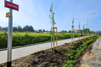 Na podzim a na jaře se v Písku vysadilo 300 nových stromů