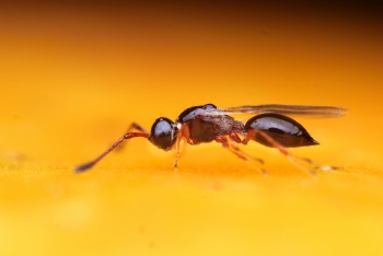 Oteplování oslabuje přirozené nepřátele hmyzu