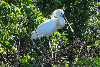 Kolpíci už obsazují hnízda na Vrbenských rybnících!